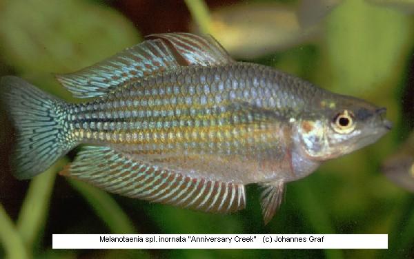 Melanotaenia splendida inornata "Anniversary Creek"