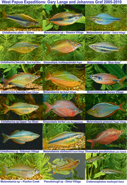 Glossolepis dorityi