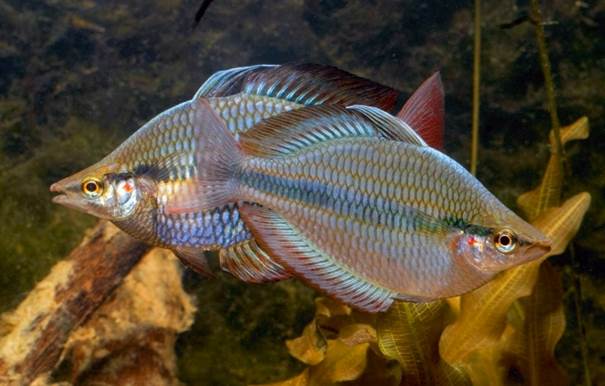 https://rainbowfish.angfaqld.org.au/M.trifasciata%20(Cato%20River)%20GS.jpg